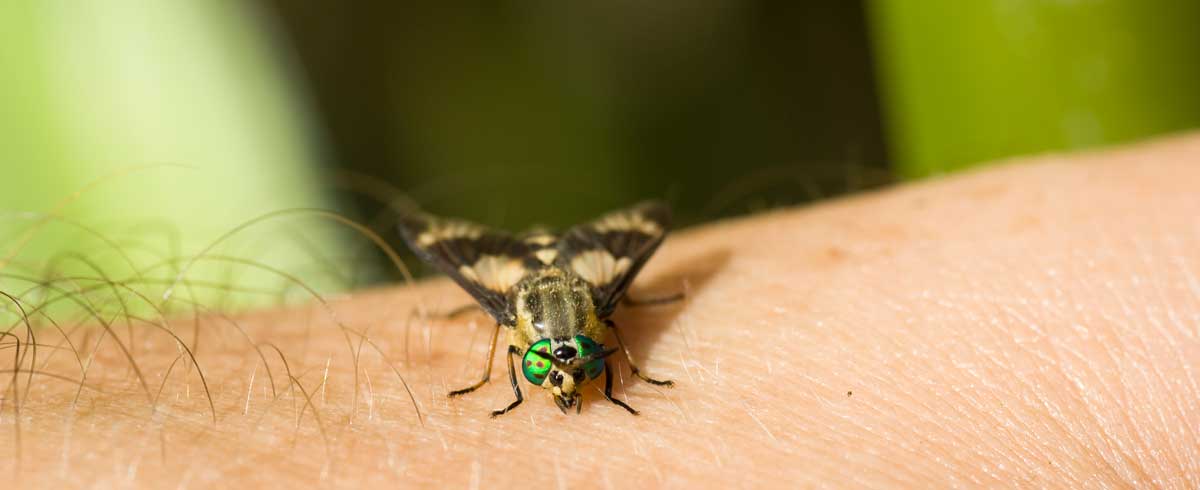 deer-fly-casper-natrona-county-health-department